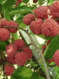 ต้นหม่อนลิ้นจี่ สูง 80-100 ซ.ม. / ต้น