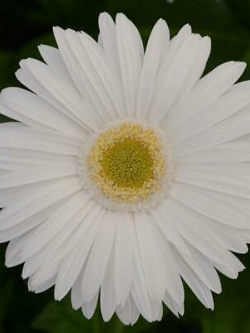 เยอบีร่า (Gerbera) สีขาว / 100 เม็ด