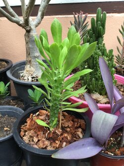 ต้นพญานาคราช กระถาง 6 นิ้ว / ต้น