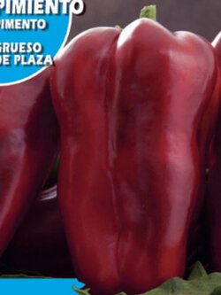 พริกแดง (Pimiento Rojo) / 25 เม็ด (Spain)*