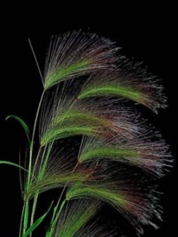 หญ้าหางกระรอก (squirrel tail grass) / 100 เม็ด (UK)