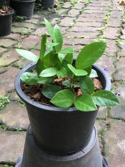 ต้นกวักมรกตแคระ กระถาง 6 นิ้ว (B)