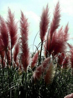 หญ้าภูเขา (Pampas) สีแดง / 1,000 เม็ด (China)
