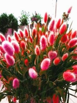 หญ้าหางกระต่าย (Rabbit Tail) สีแดง / 100 เม็ด