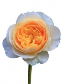 กุหลาบจูเลียต (Juliet Rose) / 50 เม็ด