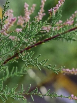 ต้นสนดอกชมพู หรือสนทามาริกซ์ กระถาง 8 นิ้ว สูง 30-50 ซ.ม.