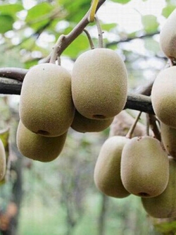 กีวี (Kiwi) / ซอง 30 เม็ด (D230)