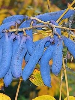 ไส้กรอกสีฟ้า (Blue Sausage / Decaisnea fargesii) / 10 เม็ด (Serbia)