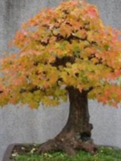 เมเปิ้ลญี่ปุ่นบอนไซ (Japanese Maple) สีเหลือง / 30 เม็ด