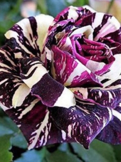 Dragon Rose ดอกสีม่วง-ขาว / 10 เม็ด