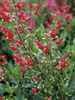 นกแดง (Redbirds in a Tree) / 50 เม็ด (Moldova)*