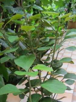 ต้นสาริกาลิ้นทอง สูง 50-70 ซ.ม. / ต้น