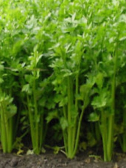 คื่นช่าย / แพ็ค 100 เม็ด