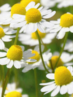 โรมัน คาโมมายล์ (Roman Chamomile) / 1,000 เม็ด (Belgium)