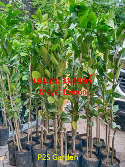ต้นเลม่อน เมเยอร์ (Meyer) กิ่งตอน ต้นแข็งแรง สูง 80-100 ซ.ม.