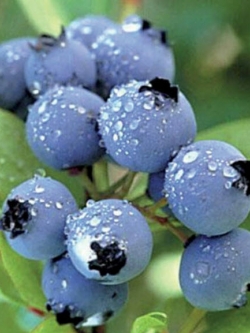 บิลเบอรี่ (Bilberry) / 20เม็ด (Serbia)