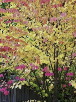 คัทซึระ (Katsura tree) / 10 เม็ด (France)*