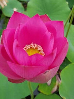 บัวหลวง ชมพูแดง / 10 เม็ด