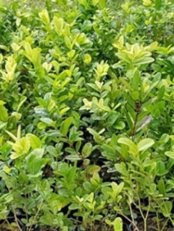 ต้นมะนาวโห่ สูง 30-50 ซ.ม. / ต้น