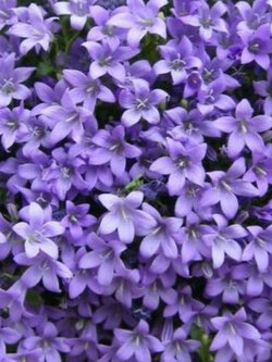กล้วยไม้ผีเสื้อ (Campanula portenschlagiana) / 5 เม็ด (Spain)