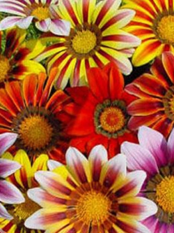 กาซาเนีย - ซันชายน์ (Gazenia - Sunshine) พันธุ์ดอกใหญ่ คละ / 110 เม็ด (UK)