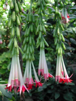 ฟิวเซีย โบลิเวียนา สีขาว (Fuchsia boliviana Alba) / 25 เม็ด (USA)