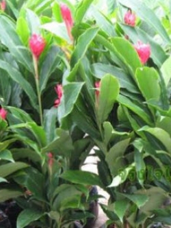 ต้นขิงแดง (Red Ginger) กระถาง สูง 20-30 ซ.ม. / ต้น