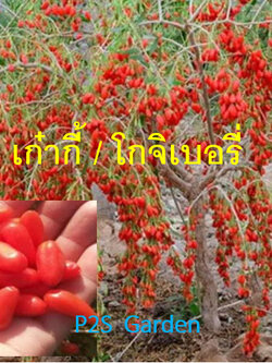 ต้น โกจิเบอรี่ เก๋ากี้ พันธุ์ใบยาว อายุต้น 2 ปี สูง 30-60 ซ.ม ลูกใหญ่ ต้นไม้นำเข้า