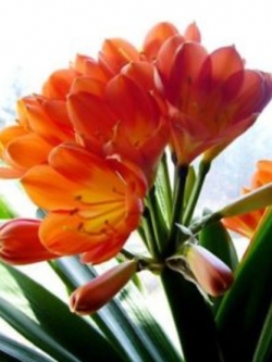 Clivia (คลีเวีย) ส้ม / 5 เม็ด