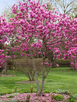 ต้นแมกโนเลีย เจน (Magnolia Jane) ดอกสีชมพูเข้มแกมแดง สูง 50-70 ซ.ม.