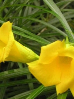 ยี่โถฝรั่ง หรือรำเพย (Yellow Oleander) / 2 เม็ด (Malta)