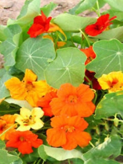 แนสเตอเตียม (Nasturtium) ต้นเตี้ย / 25 เม็ด (UK)