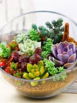 พืชอวบน้ำ (Succulents) รวมมิตร / 400 เม็ด