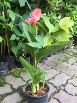 ต้นพุทธรักษาเตี้ย สีส้ม / ต้น