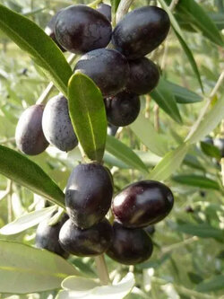 ต้นมะกอกโอลีฟ olive พันธุ์เล็คซิโน (Leccino) อิตาลี สูง 100-120 ซ.ม.