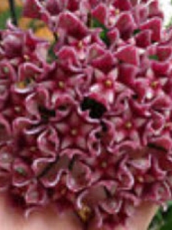 โฮย่า (Hoya) สีแดงปูน / 300 เม็ด