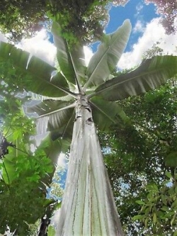 กล้วยภูเขายักษ์ (Giant Highland Banana) / เม็ด (Portugal)