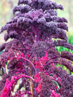 เคลแดง (Red Curly Kale Sympatic) / 1,000 เม็ด (UK)