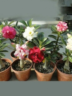 ชวนชม บอนไซ (Adenium bonsai) คละ / 200 เม็ด (นอก)