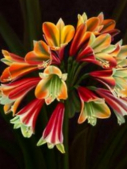 คลีเวีย (Clivia) แดง-เขียว / 5 เม็ด (สีใหม่)