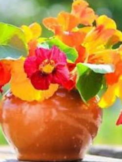 แนสเตอเตียม (Nasturtium) คละ / 20 เม็ด (UK)