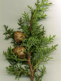 สน เมดิเตอเรเนียน ไซเปรซ หรือ อิตาเลียน ไซเปรซ / 100 เม็ด (Russia)