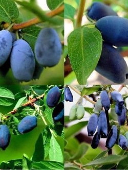 ฮันนี่เบอรี่ หรือแฮสแคป (Honeyberry / Haskap) / 200 เม็ด