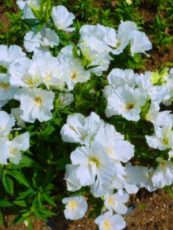 ก็อดดีเทีย (Godetia) สีขาว / 2,000 เม็ด (UK)