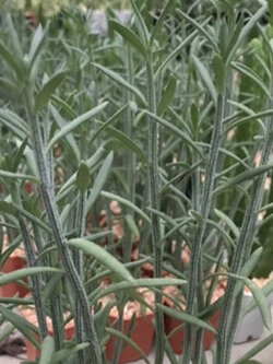 ต้นไผ่ญี่ปุ่น หรือไผ่ปลาวาฬ กระถาง 4 นิ้ว