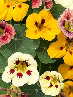 แนสเตอเตียม (Nasturtium - Ladybird) / 30 เม็ด (UK)