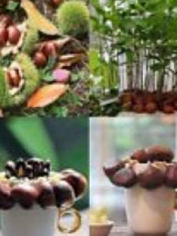 เกาลัดจีน (Chinese Chestnut) / 2 เม็ด