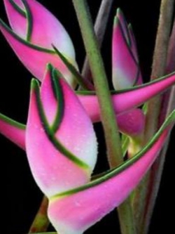 เฮลิโคเนีย (Heliconia) สีชมพู-เขียว / 25 เม็ด (นอก)