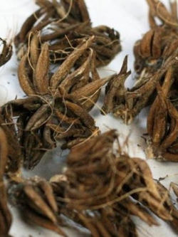 หัวรานังคูลัส (Ranunculus bulb) คละสี / 3 หัว