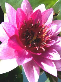 บัว เซนต์ วินเซ้นท์ (Nymphaea Saint-Vincent) / 200 เม็ด